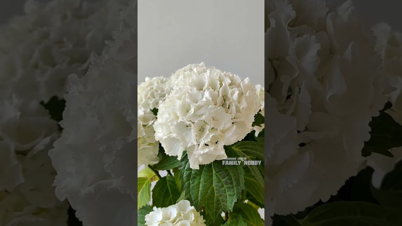 Гортензия крупнолистная Шнеебол #гортензиякрупнолистная #гортензия смотреть онлайн