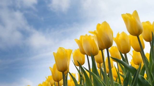 День Матери! С Днем Матери поздравляю! Любовь Пожелания Мама Тепло Забота смотреть онлайн