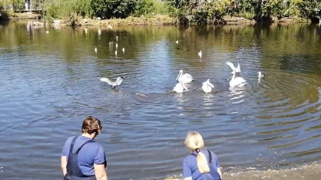 кормление пеликановв Большереченском зоопарке. #омскаяобласть #большеречье #зоопарк #пеликан смотреть онлайн