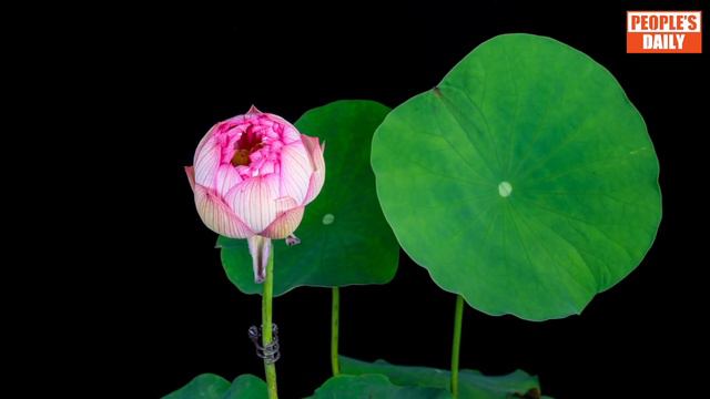 Lotus flower blooms in time-lapse смотреть онлайн