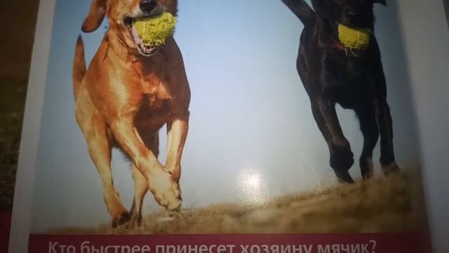 фотографии скорость собак на воле и в воде смотреть онлайн