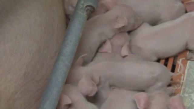 Крупную партию породистых хряков приобрела компания «ПромАгро» смотреть онлайн