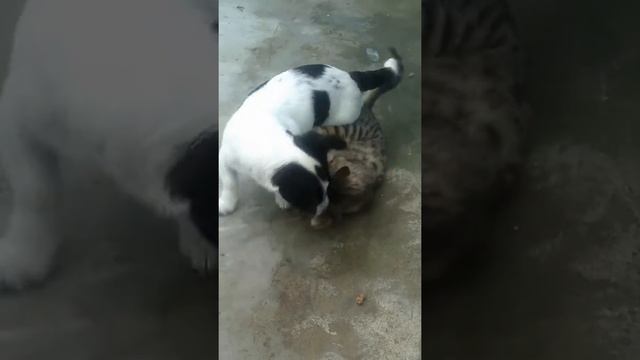 Дружная семя смотреть онлайн