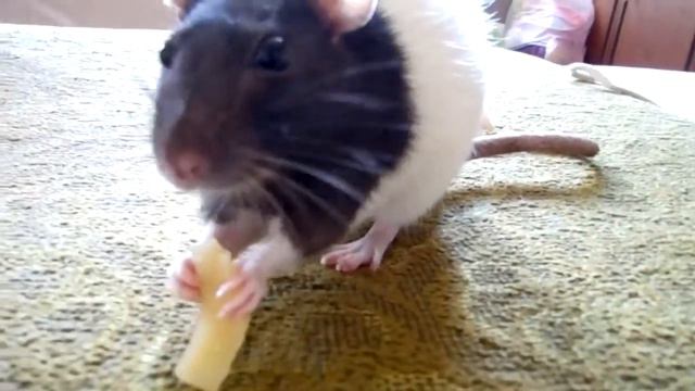 Крыса и сыр (Rat and cheese) смотреть онлайн
