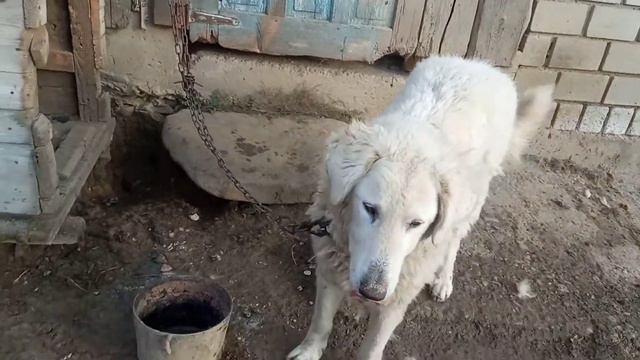 Dog Hungarian Kuvasz. смотреть онлайн