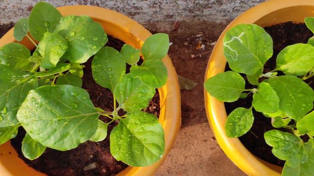 How to grow Eggplant at home | Egg Plant | NCG Garden | смотреть онлайн