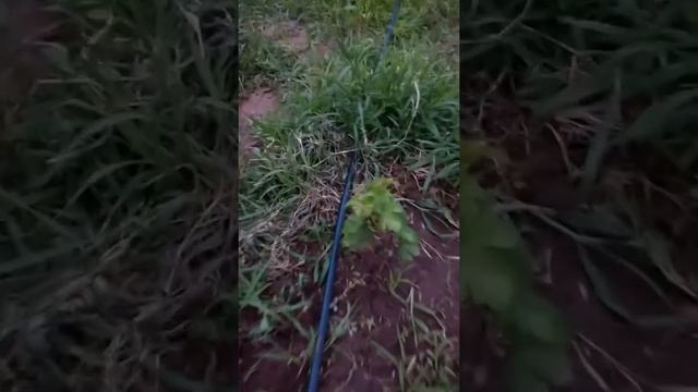 Виноград Памяти Негруля смотреть онлайн