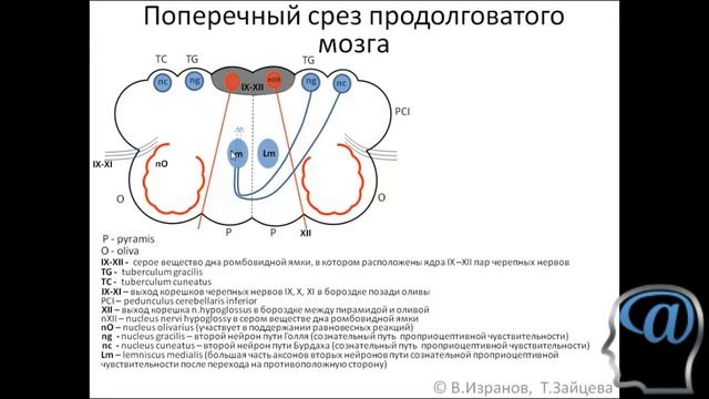 Поперечный срез продолговатого мозга. Лекция. Анатомия головного мозга смотреть онлайн