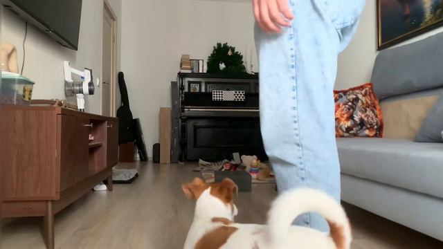 Джек-рассел Гектор | 1 год 4 месяца | Команды и навыки. смотреть онлайн