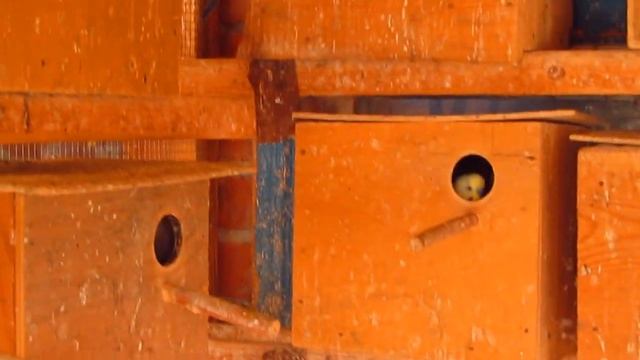 Разведение волнистых попугаев | Budgies breeding смотреть онлайн