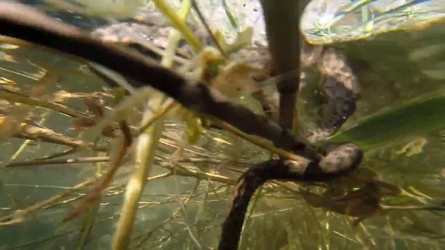 Гадюка ест рыбу