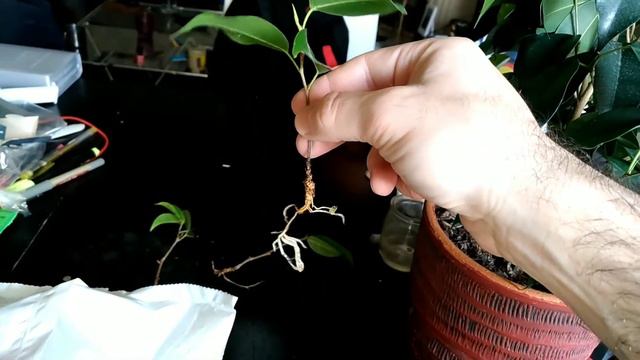 Planting Ficus Benjamina... смотреть онлайн