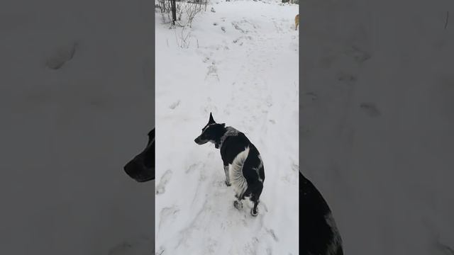 Соня сорвалась с поводка (23.03.18) смотреть онлайн