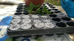 Черенкование новогвинейских бальзаминов.