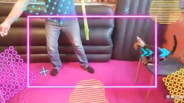 Bengal Cat Training Дрессировка бенгальских котиков