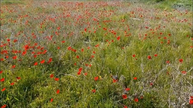 Красные маки...