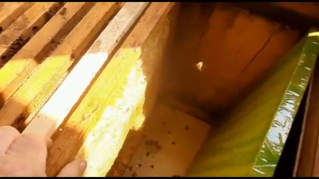 Чем обернулась посадка роя пчёл в улей