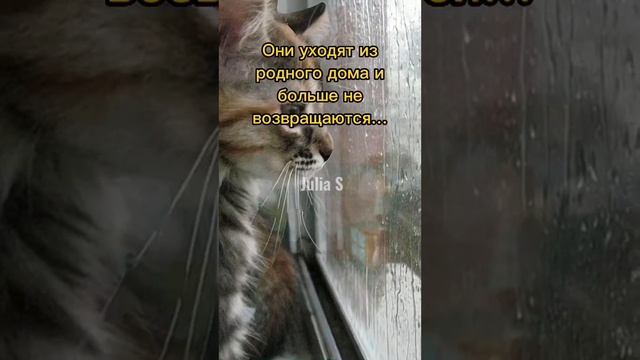 Суровые запреты в Северной Корее? смотреть онлайн