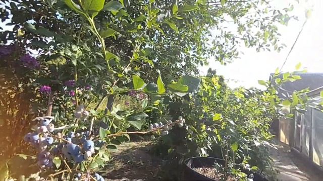 голубика Элизабет. смотреть онлайн