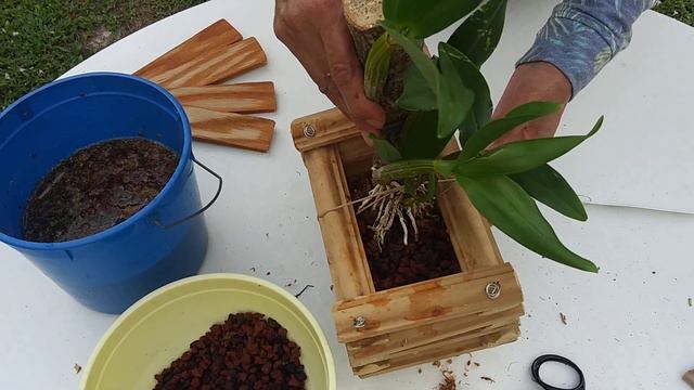 Dendrobium Roy Tokunaga, Reciebra de Forma Natural. смотреть онлайн