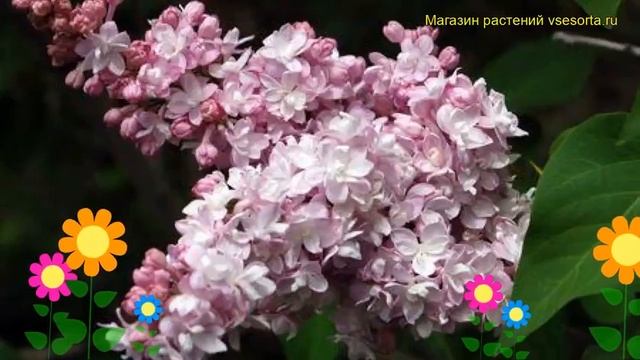 Сирень обыкновенная Монтень. Краткий обзор, описание характеристик syringa vulgaris Montaigne смотреть онлайн