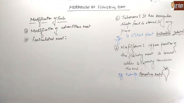 CLASS 11TH ||  Morphology Of Flowering Plants || Lecture - 1