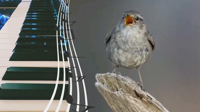 пение соловья под аккомпанемент пианино 🎶 🎹 смотреть онлайн