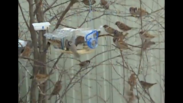 Воробьишки