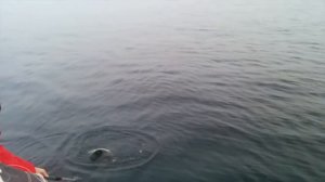 Троллинг Финском заливе