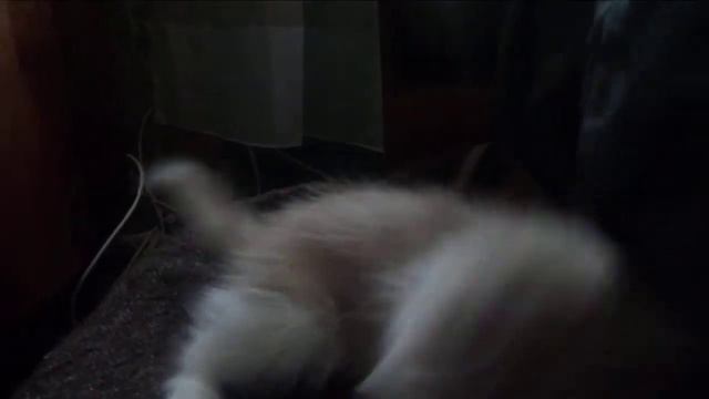 Мой Кот Харитон 3 часть 129 видео . смотреть онлайн