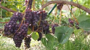 Виноград сорт Русский Конкорд (сентябрь)