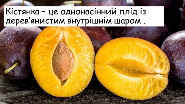 Плід смотреть онлайн