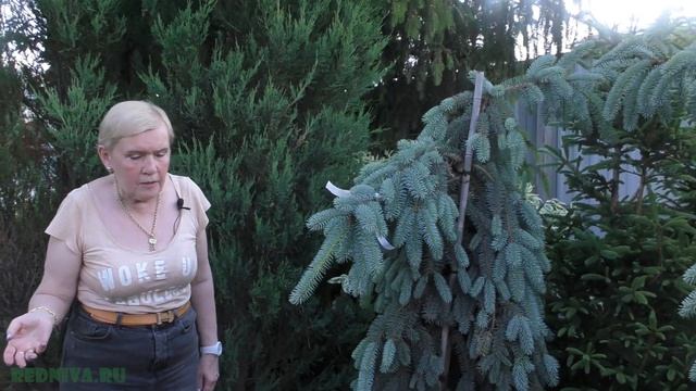 Ель - виды, уход. смотреть онлайн