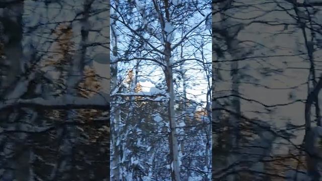 Сосны в снегу смотреть онлайн