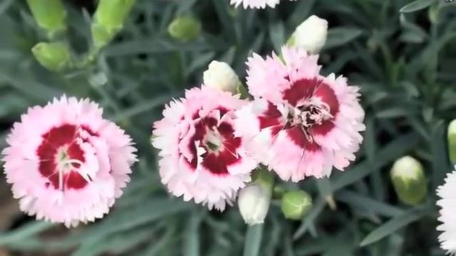 Best Perennials - Dianthus 'Raspberry Surprise' (Garden Pinks) смотреть онлайн