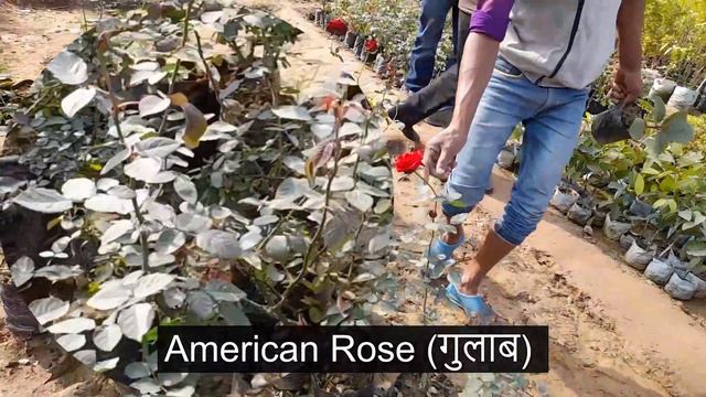 Plants Name with cheapest prices at dreams of garden nursery visit , पौधों के नाम और कीमतों के साथ смотреть онлайн