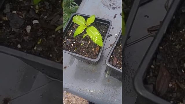 Tutorial on Seedling Selection 11-7-15 смотреть онлайн