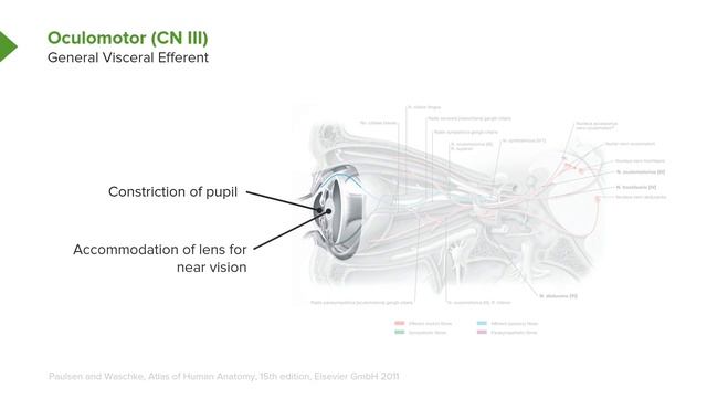01.04 Cranial Nerve III Oculomotor Nerve