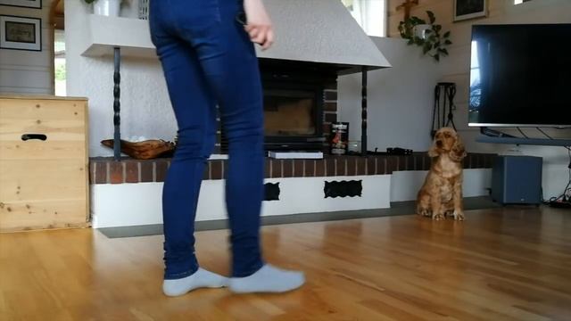 Training whit a cocker spaniel смотреть онлайн