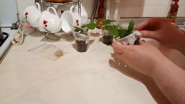 Упаковка растений для почтового пересыла смотреть онлайн