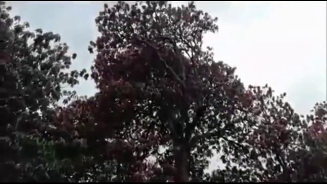 Greater Nepal is country of Rhododendron Arboreum ! смотреть онлайн