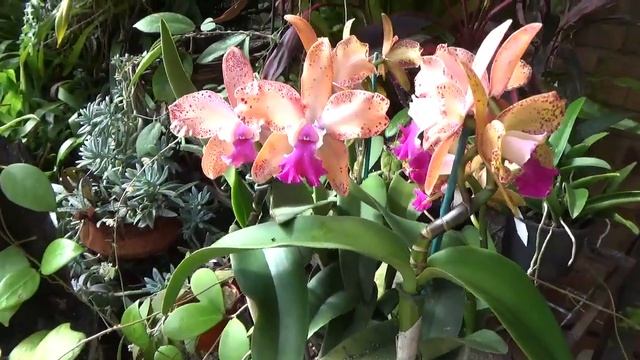Мой сад орхидей в Апреле. Ванда Розовый Бриллиант, Шоколадная катлея, онц. Розовый Бутон, Русалка, смотреть онлайн
