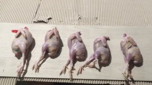 Забой и ощип перепелов в Перосъёмной машине ПМ-2М. Ложка для потрошения перепелов.