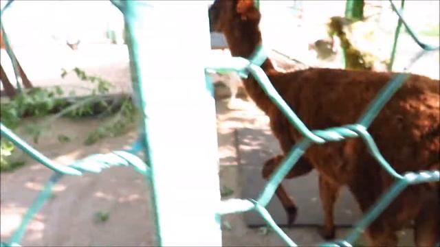 Красноярский парк "Роев ручей". Альпаки, лама, козы 10.08.2022 смотреть онлайн