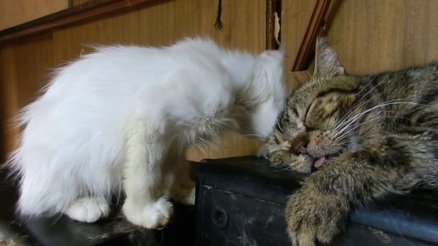 Nikon coolpix p500. A white kitten is grooming Winwin,the American shorthair. смотреть онлайн