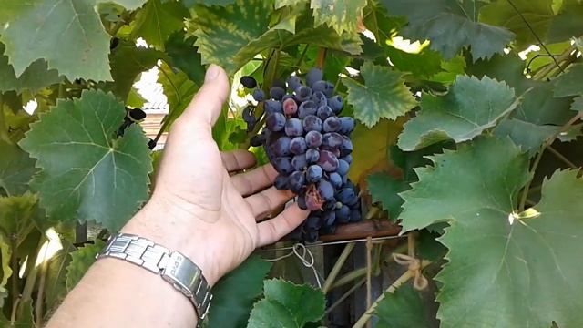 Виноград Юпитер по простому (2018) смотреть онлайн