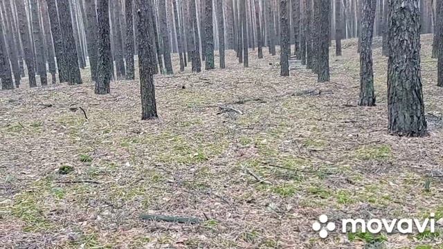 Сосновый лес, польский гриб. смотреть онлайн