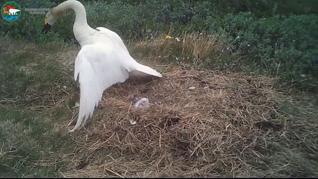 Семейная история малых лебедей из Пуринского заказника. смотреть онлайн