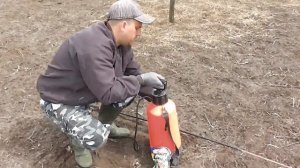 Опрыскивание персика от курчавости листьев в фазе,розовый бутон