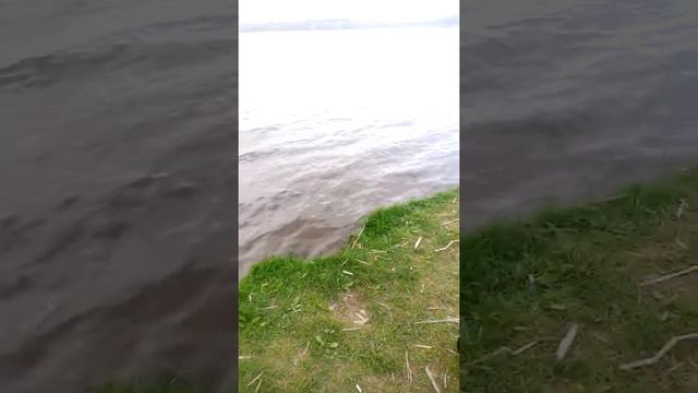Кане корса смотреть онлайн